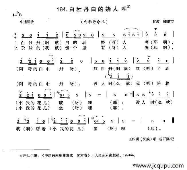 白牡丹白的娆人哩简谱