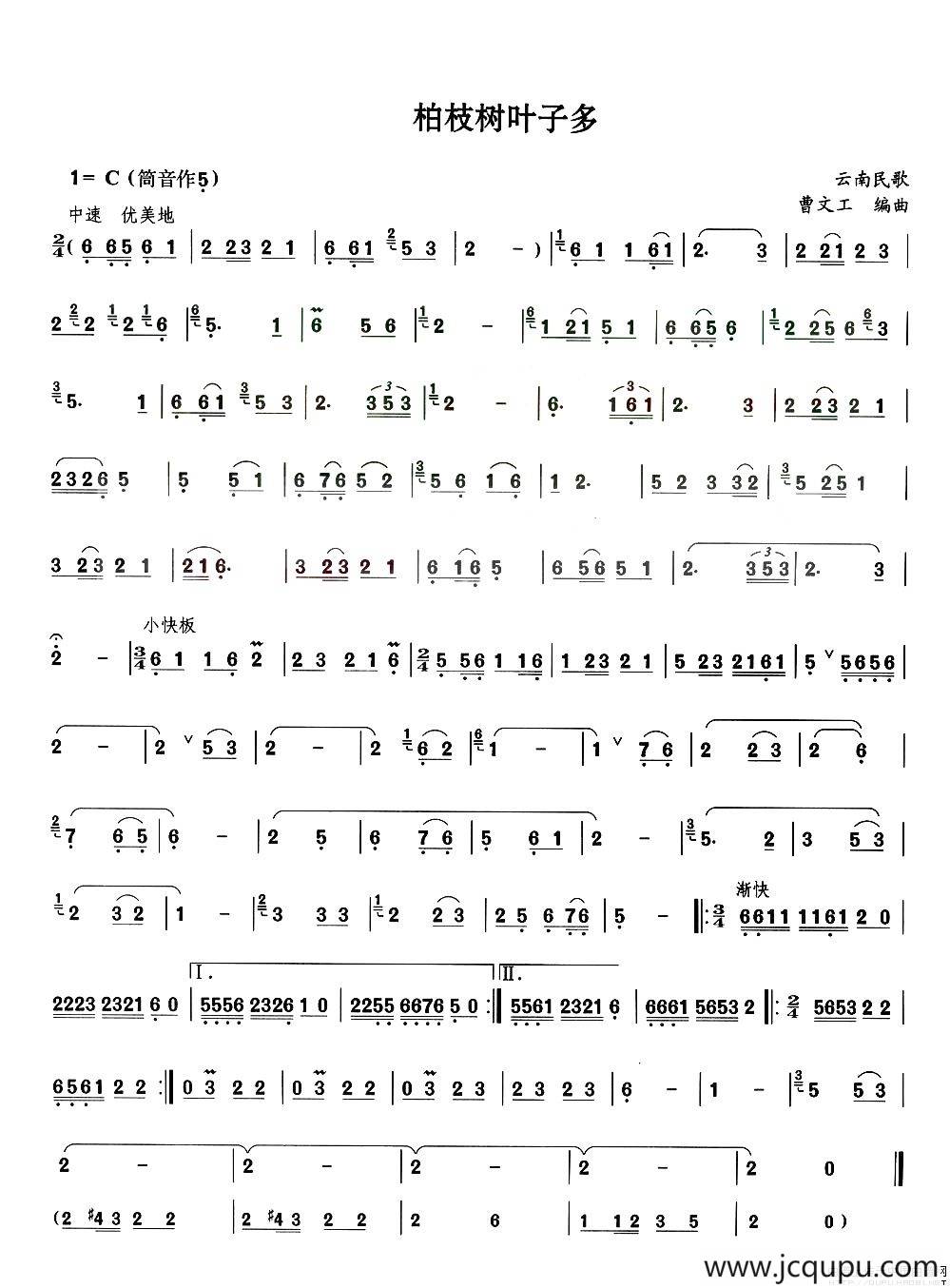 柏枝树叶子多简谱