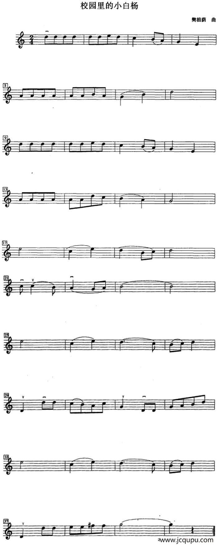 校园里的小白杨简谱