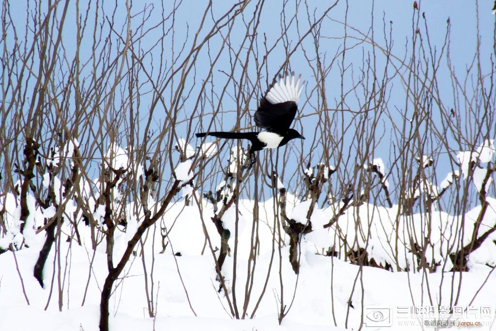 又到年关返乡时，漂泊游子脚步匆-----原创歌曲-《隆冬》邀您欣赏赐教！简谱