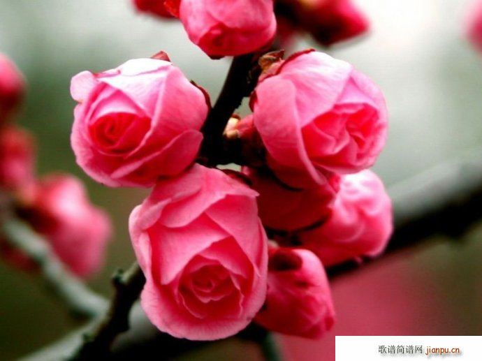 京胡乐曲 梅花 燕守平简谱