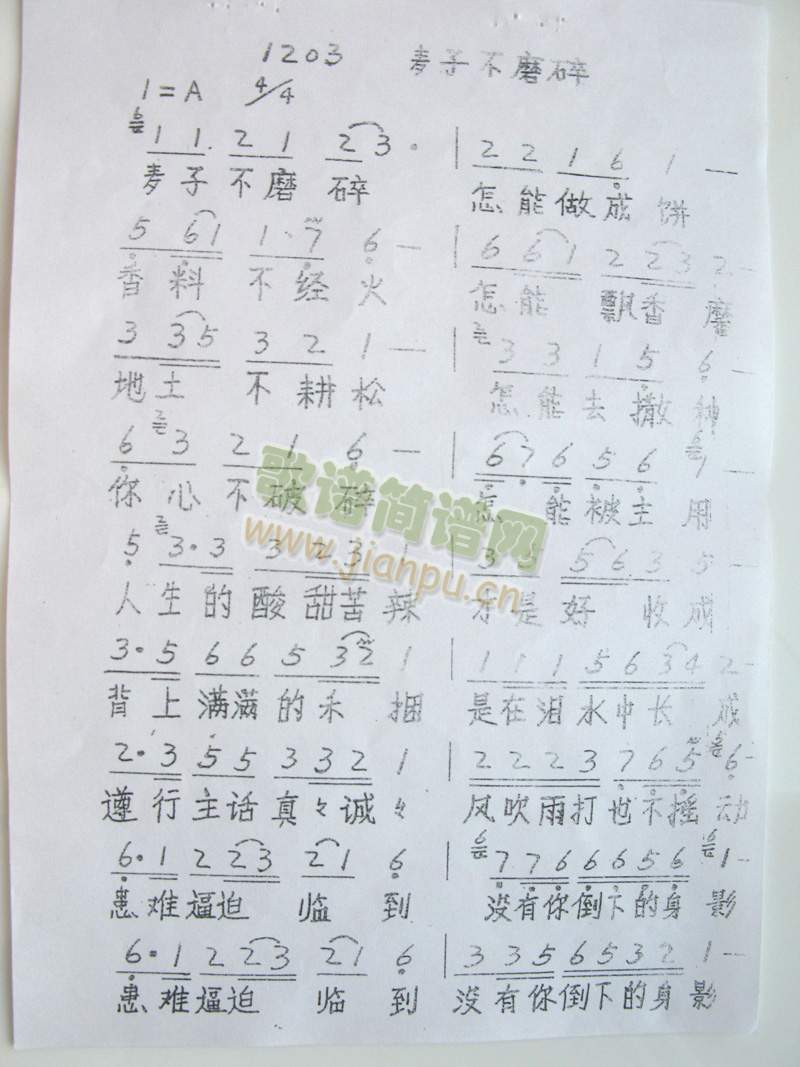 麦子不磨碎简谱