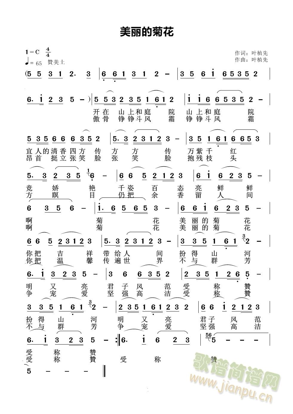 美丽的菊花简谱