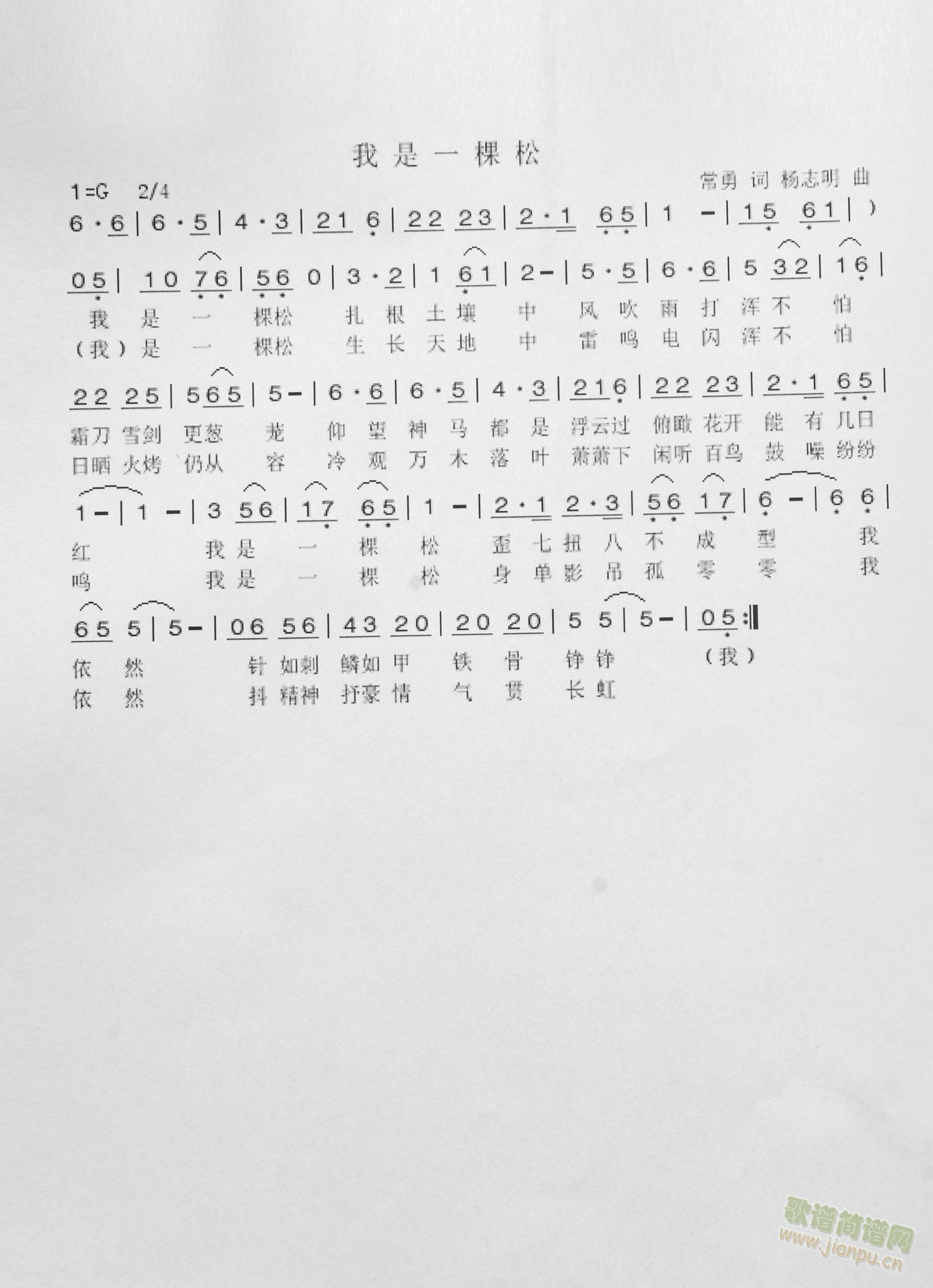 我是一棵松简谱