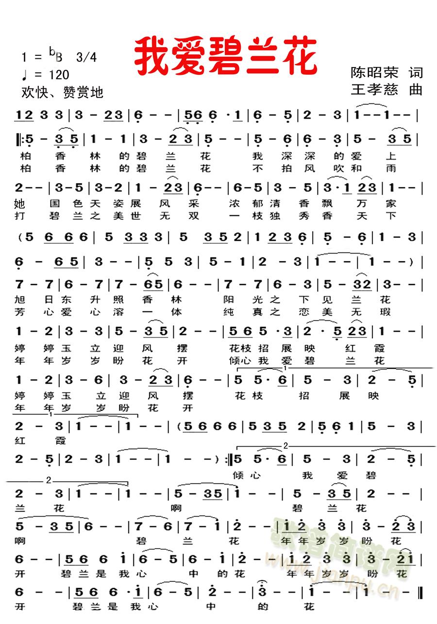 我爱碧兰花简谱