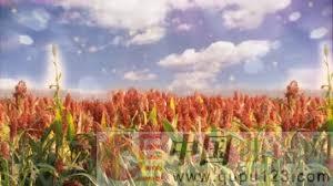 九儿（混声合唱）简谱